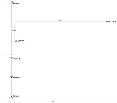 Colistin Resistant A. baumannii: Genomic and Transcriptomic Traits Acquired Under Colistin Therapy